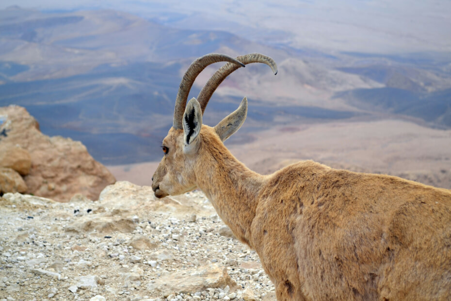 Lot Hotel - National Park Yafifiot